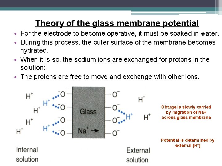 Theory of the glass membrane potential • For the electrode to become operative, it