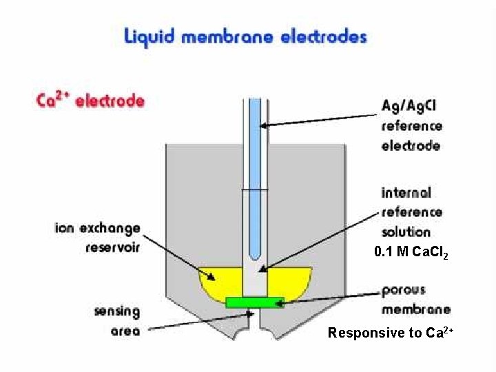  0. 1 M Ca. Cl 2 Responsive to Ca 2+ 