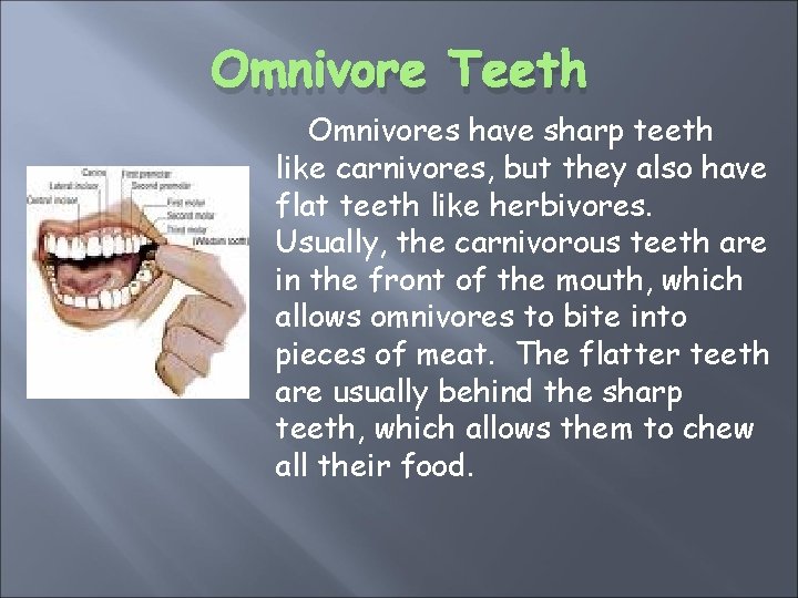 Omnivore Teeth Omnivores have sharp teeth like carnivores, but they also have flat teeth