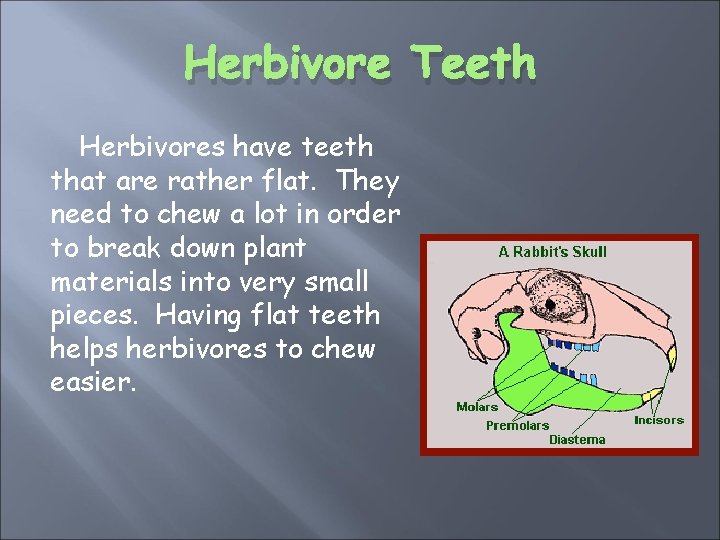 Herbivore Teeth Herbivores have teeth that are rather flat. They need to chew a