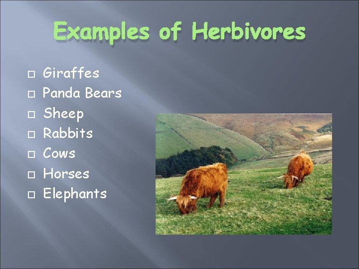 Examples of Herbivores Giraffes Panda Bears Sheep Rabbits Cows Horses Elephants 