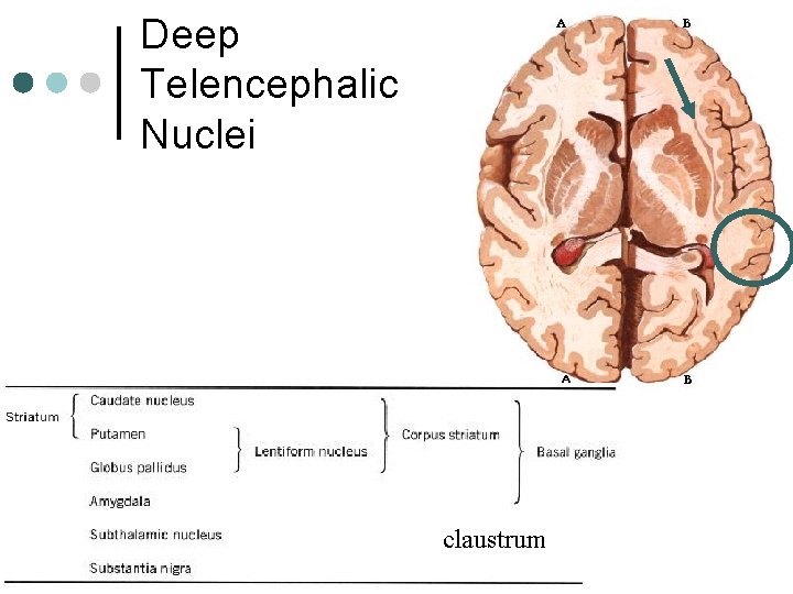 Deep Telencephalic Nuclei claustrum 