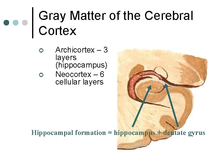 Gray Matter of the Cerebral Cortex ¢ ¢ Archicortex – 3 layers (hippocampus) Neocortex