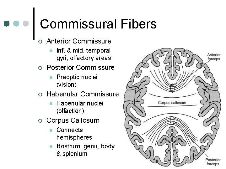 Commissural Fibers ¢ Anterior Commissure l ¢ Posterior Commissure l ¢ Preoptic nuclei (vision)