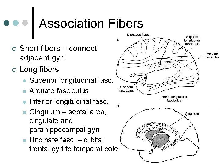 Association Fibers ¢ ¢ Short fibers – connect adjacent gyri Long fibers l l