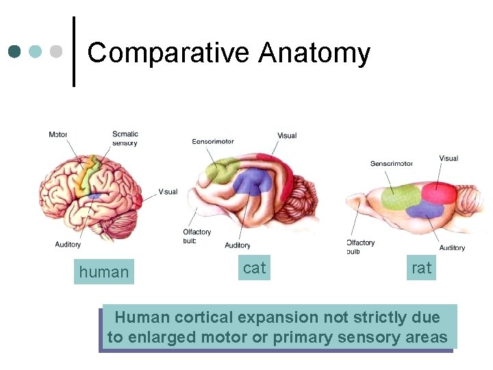 Comparative Anatomy human cat rat Human cortical expansion not strictly due to enlarged motor