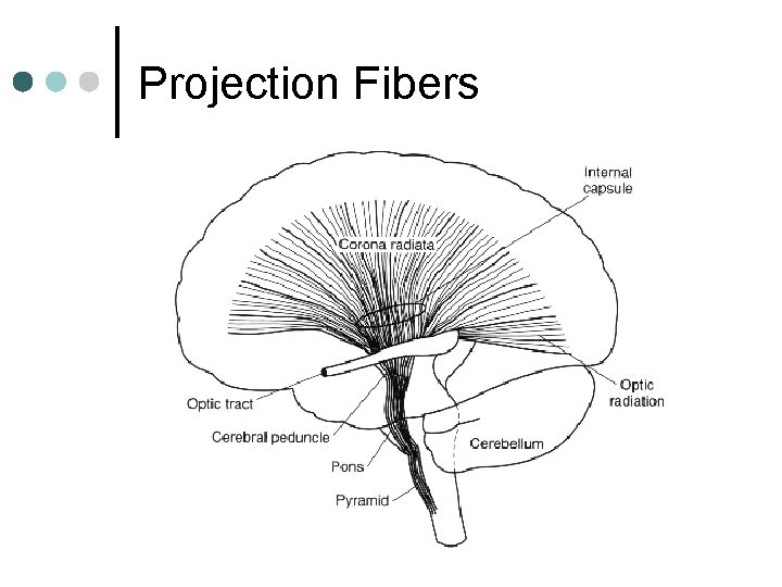 Projection Fibers 