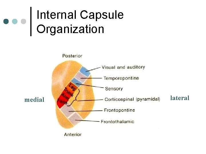 Internal Capsule Organization medial lateral 