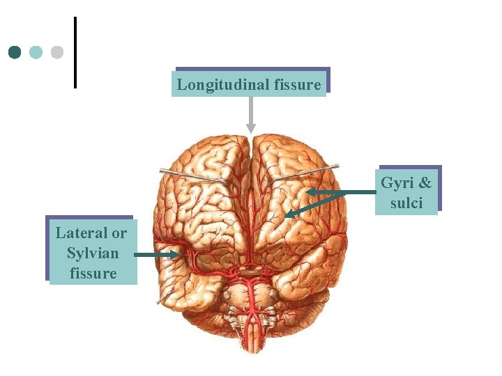 Longitudinal fissure Gyri & sulci Lateral or Sylvian fissure 