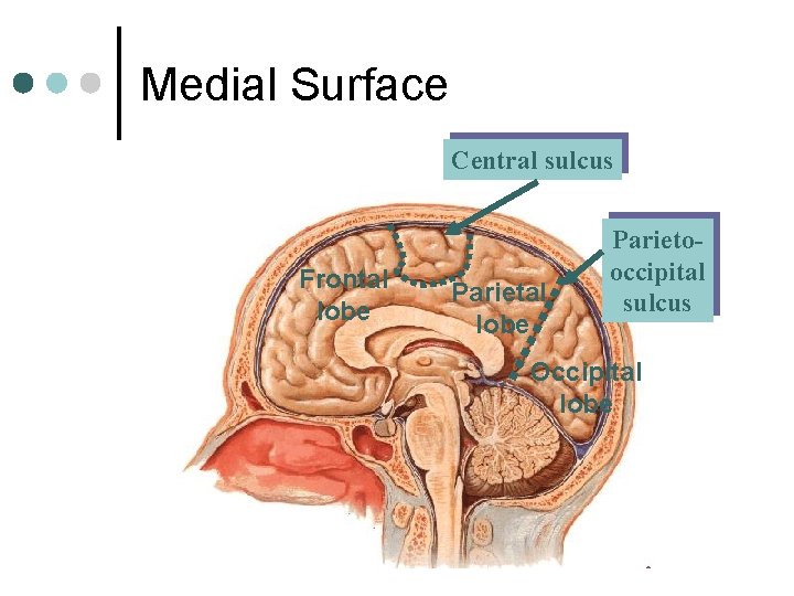 Medial Surface Central sulcus Frontal lobe Parietooccipital sulcus Occipital lobe 