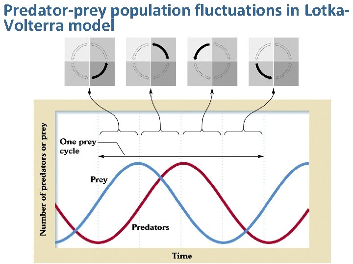 Predator-prey population fluctuations in Lotka. Volterra model 