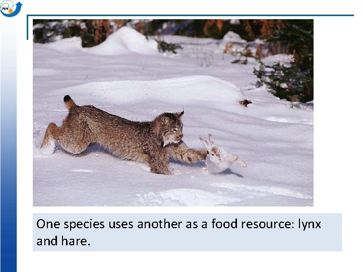 One species uses another as a food resource: lynx and hare. 