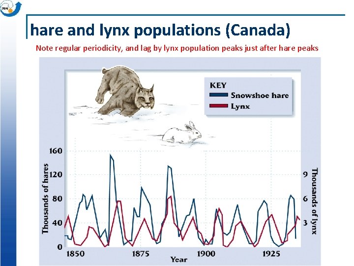 hare and lynx populations (Canada) Note regular periodicity, and lag by lynx population peaks