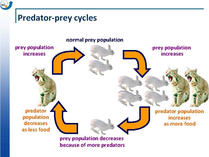 Predator-prey cycles normal prey population increases predator population decreases as less food predator population