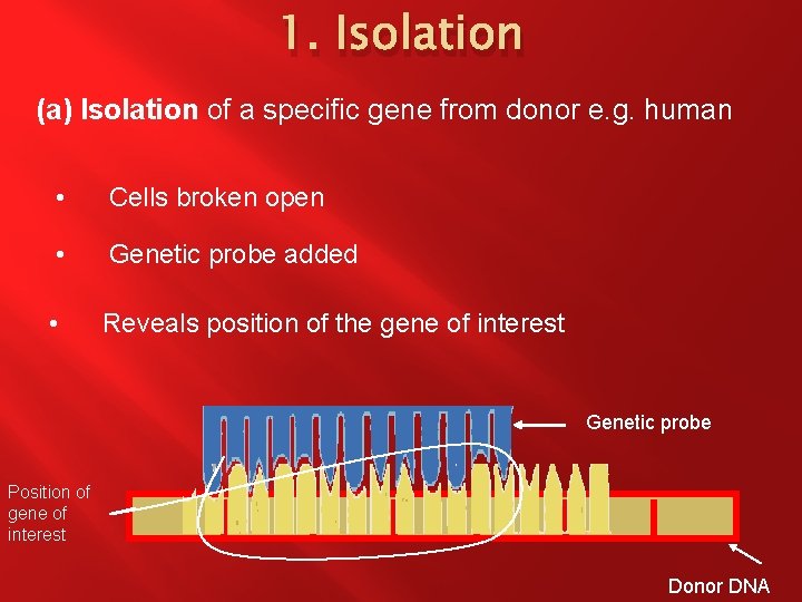 1. Isolation (a) Isolation of a specific gene from donor e. g. human •