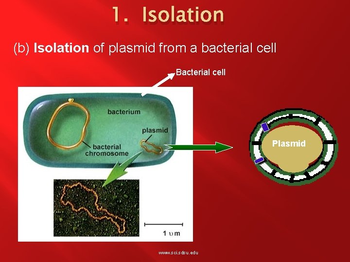 1. Isolation (b) Isolation of plasmid from a bacterial cell Bacterial cell Plasmid www.