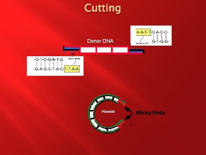 Cutting Donor DNA Plasmid Sticky Ends 