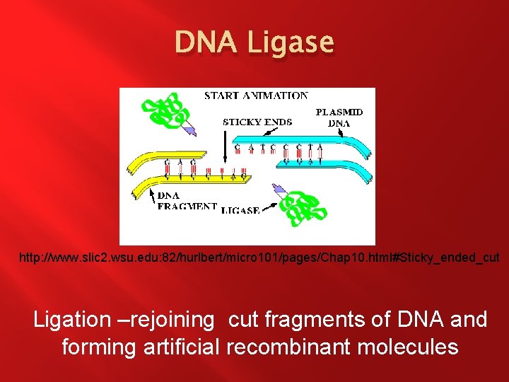 DNA Ligase http: //www. slic 2. wsu. edu: 82/hurlbert/micro 101/pages/Chap 10. html#Sticky_ended_cut Ligation –rejoining