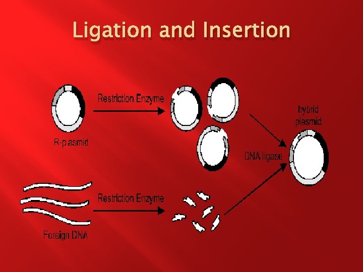 Ligation and Insertion 