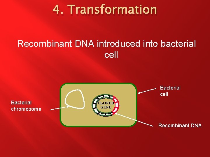 4. Transformation Recombinant DNA introduced into bacterial cell Bacterial chromosome Recombinant DNA 