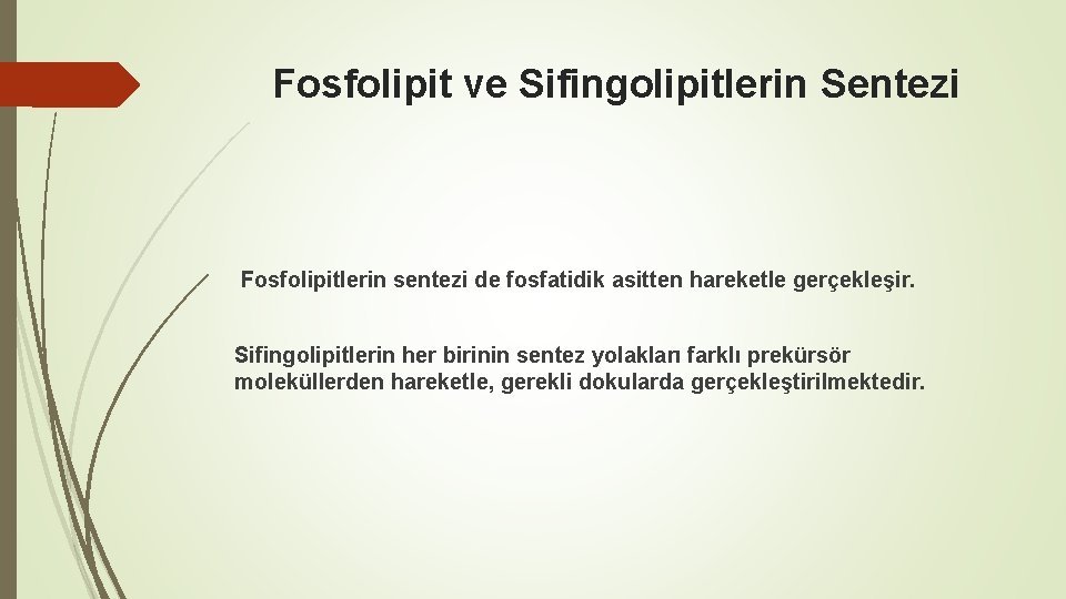 Fosfolipit ve Sifingolipitlerin Sentezi Fosfolipitlerin sentezi de fosfatidik asitten hareketle gerçekleşir. Sifingolipitlerin her birinin