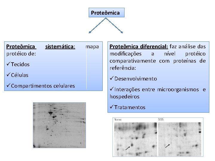 Proteômica protéico de: sistemática: üTecidos üCélulas üCompartimentos celulares mapa Proteômica diferencial: faz análise das