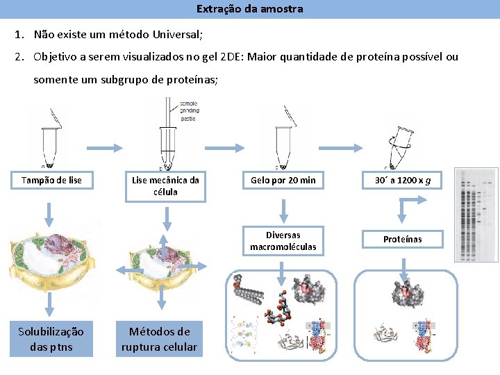 Extração da amostra 1. Não existe um método Universal; 2. Objetivo a serem visualizados