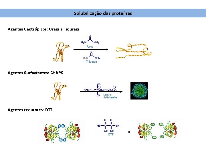 Solubilização das proteínas Agentes Caotrópicos: Uréia e Tiouréia Agentes Surfactantes: CHAPS Agentes redutores: DTT