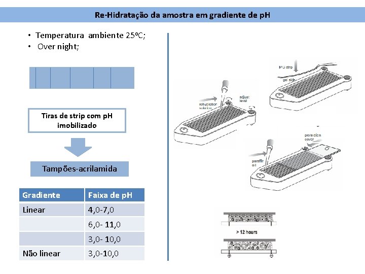 Re-Hidratação da amostra em gradiente de p. H • Temperatura ambiente 25 o. C;