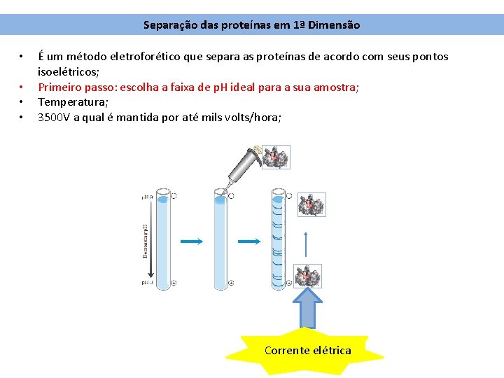 Separação das proteínas em 1ª Dimensão • • É um método eletroforético que separa