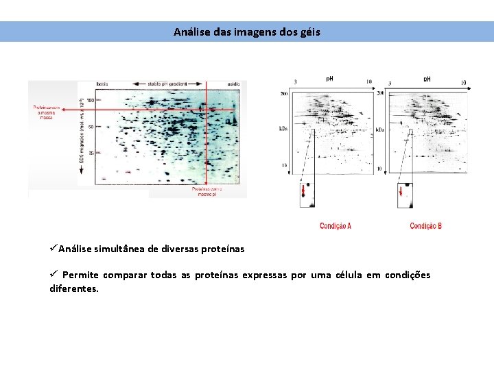 Análise das imagens dos géis üAnálise simultânea de diversas proteínas ü Permite comparar todas