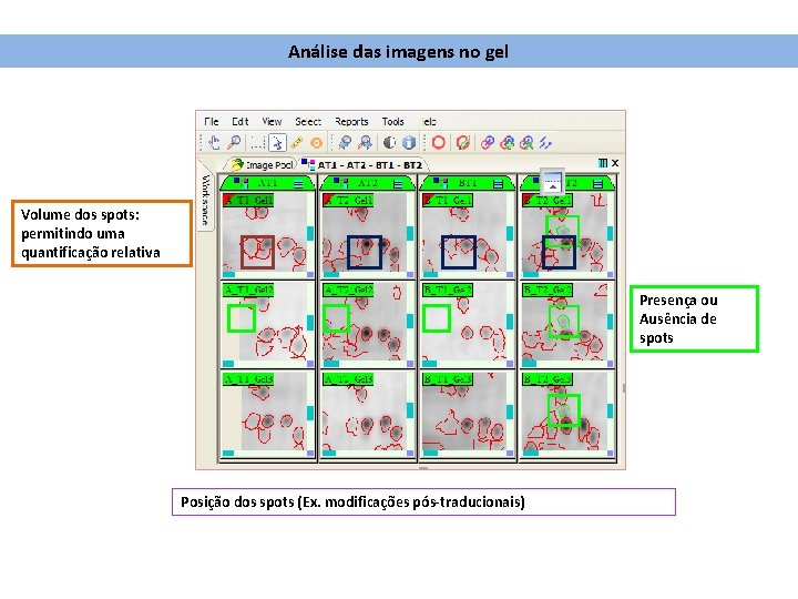 Análise das imagens no gel Volume dos spots: permitindo uma quantificação relativa Presença ou