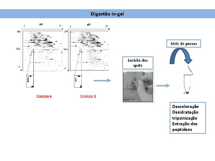 Digestão in-gel Série de passos Excisão dos spots Descoloração Desidratação tripsinização Extração dos peptídeos
