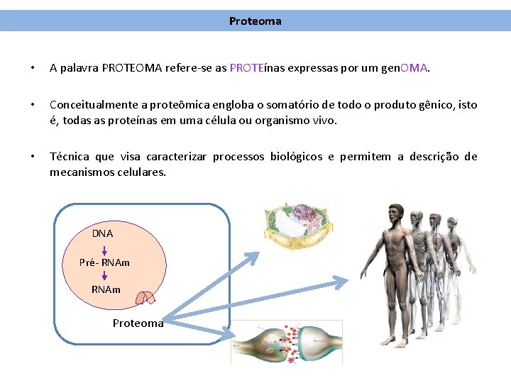 Proteoma • A palavra PROTEOMA refere-se as PROTEínas expressas por um gen. OMA. •