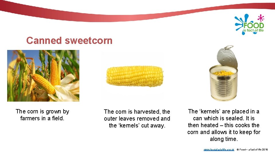 Canned sweetcorn The corn is grown by farmers in a field. The corn is