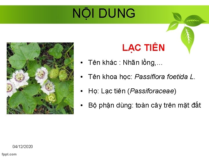 NỘI DUNG LẠC TIÊN • Tên khác : Nhãn lồng, … • Tên khoa