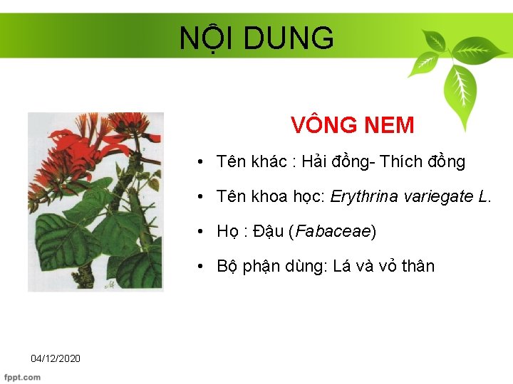 NỘI DUNG VÔNG NEM • Tên khác : Hải đồng- Thích đồng • Tên