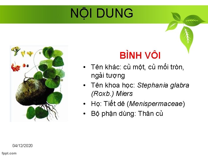NỘI DUNG BÌNH VÔI • Tên khác: củ một, củ mối tròn, ngải tượng