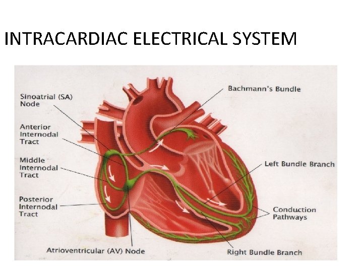 INTRACARDIAC ELECTRICAL SYSTEM 