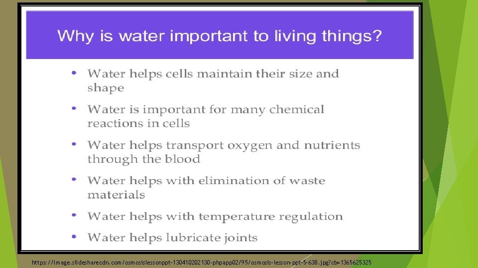 The Importance of Water in Cells https: //image. slidesharecdn. com/osmosislessonppt-130410202130 -phpapp 02/95/osmosis-lesson-ppt-5 -638. jpg?