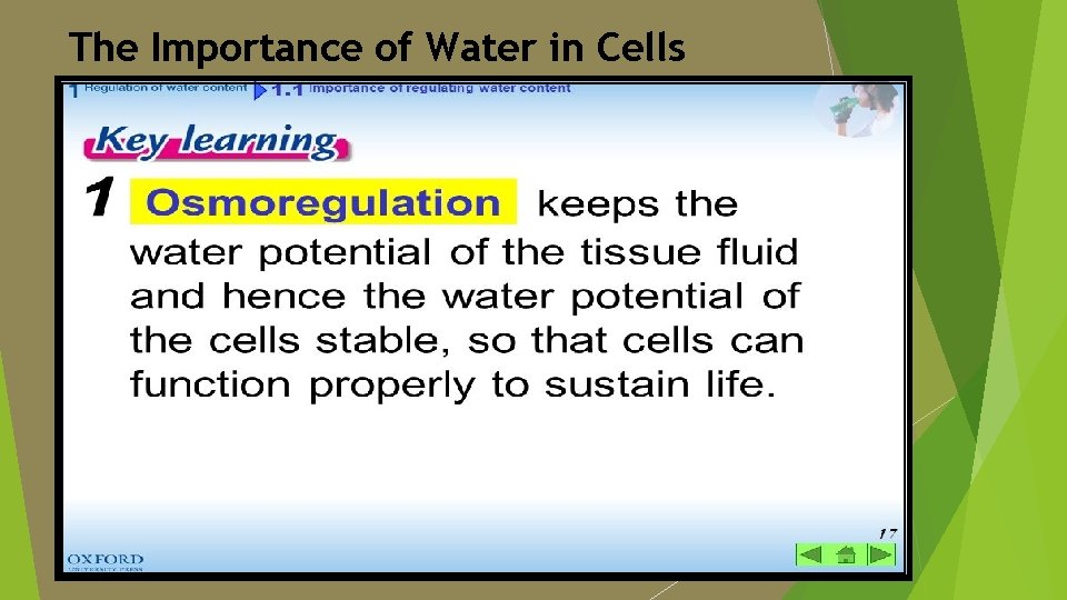 The Importance of Water in Cells 