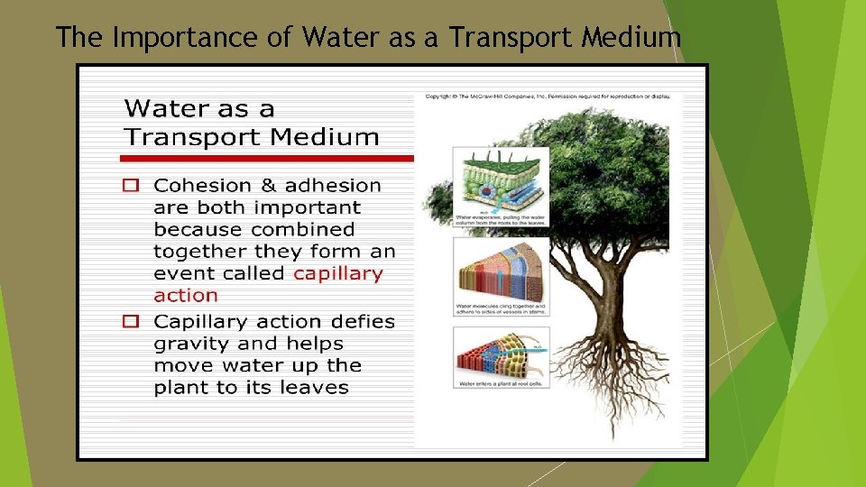 The Importance of Water as a Transport Medium 