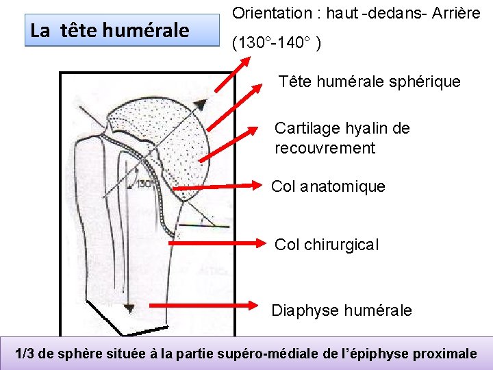La tête humérale Orientation : haut -dedans- Arrière (130°-140° ) Tête humérale sphérique Cartilage