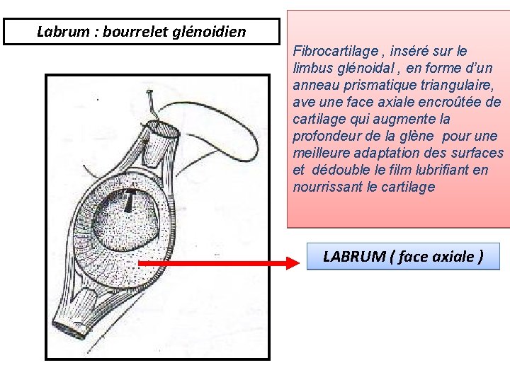 Labrum : bourrelet glénoidien Fibrocartilage , inséré sur le limbus glénoidal , en forme