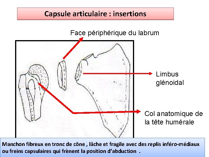 Capsule articulaire : insertions Face périphérique du labrum Limbus glénoidal Col anatomique de la