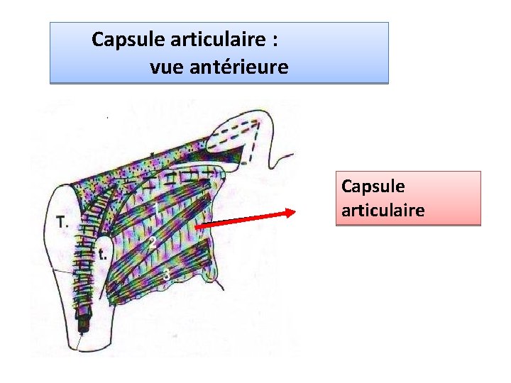 Capsule articulaire : vue antérieure Capsule articulaire 
