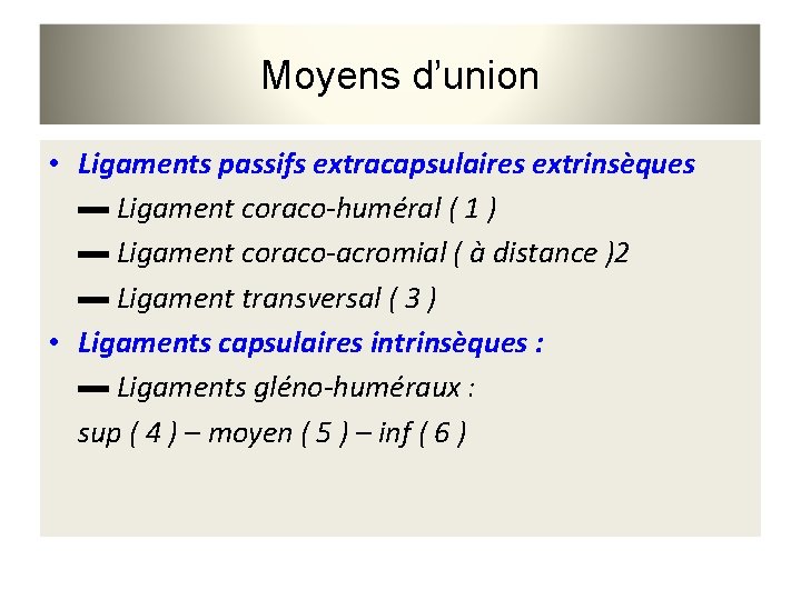 Moyens d’union • Ligaments passifs extracapsulaires extrinsèques ▬ Ligament coraco-huméral ( 1 ) ▬