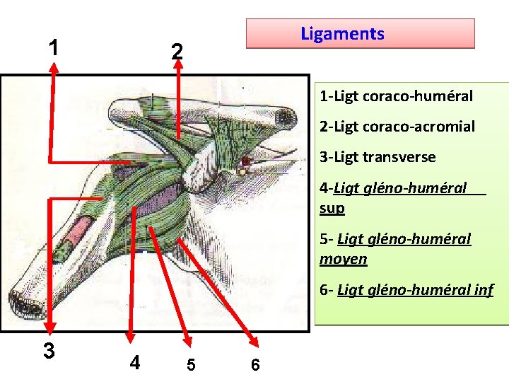 1 Ligaments 2 1 -Ligt coraco-huméral 2 -Ligt coraco-acromial 3 -Ligt transverse 4 -Ligt