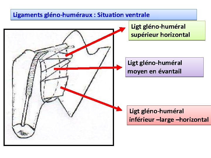 Ligaments gléno-huméraux : Situation ventrale Ligt gléno-huméral supérieur horizontal Ligt gléno-huméral moyen en évantail