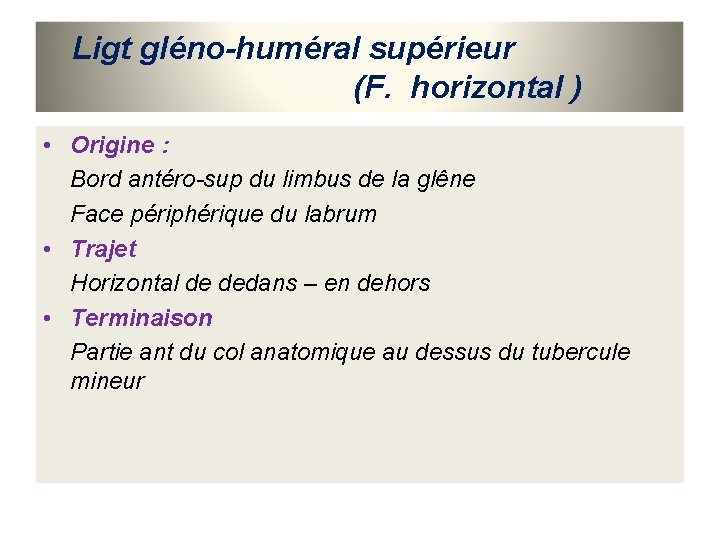 Ligt gléno-huméral supérieur (F. horizontal ) • Origine : Bord antéro-sup du limbus de